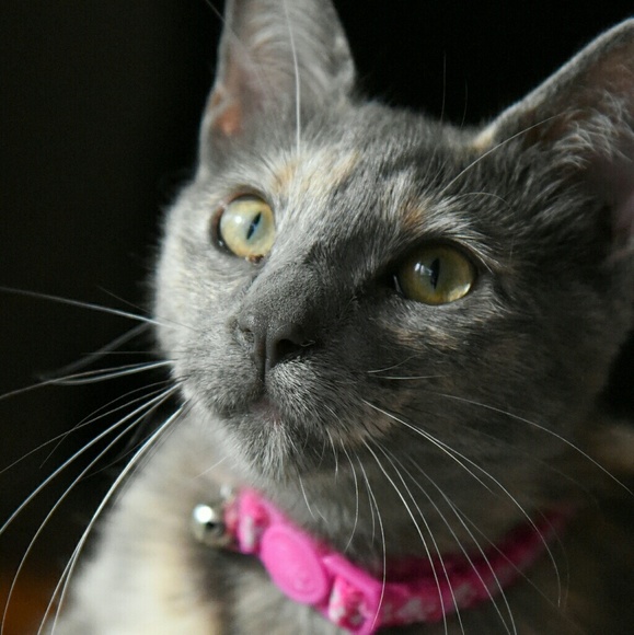 The Fab4 say "Thank You!!" - Picture 5 of 8